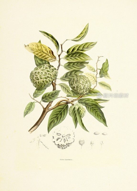 糖苹果|古董植物插图